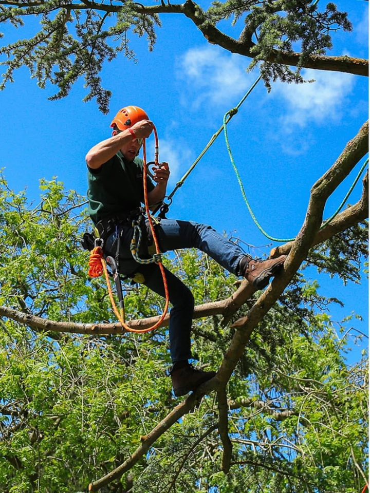 Tree climbing