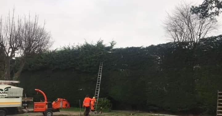 Hedge trimming