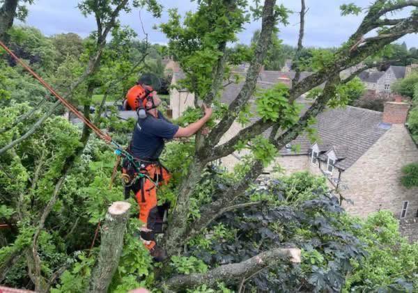 Tree pruning