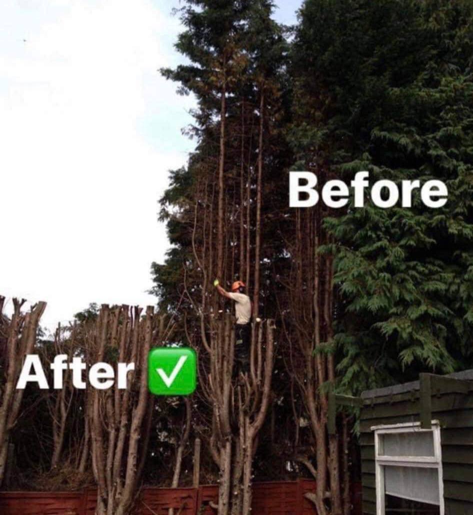 Hedge before and after