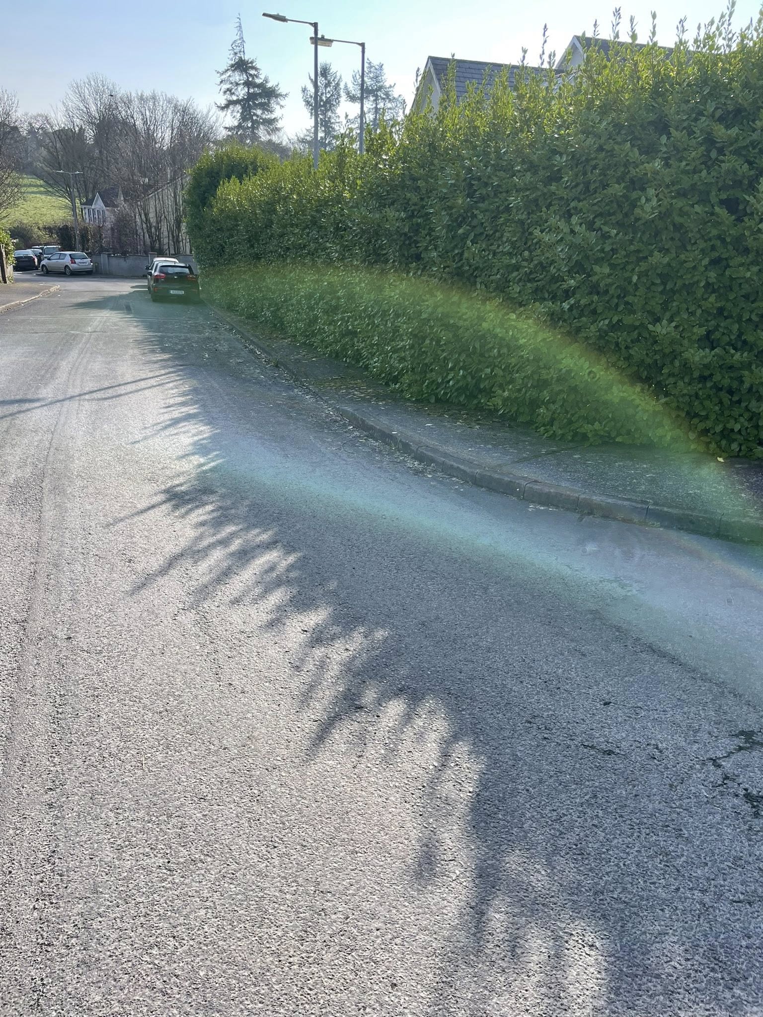 Trimmed hedge